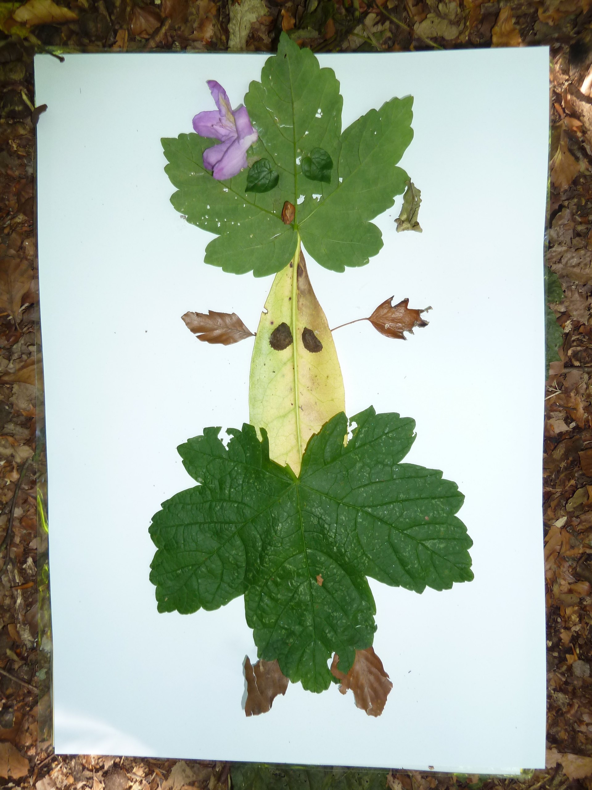 making our own leafmen (literacy)